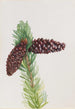 Pin aristé Pinus aristata - Mary Vaux Walcott — vy av konstverket