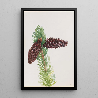 Mary Vaux Walcott - BristleCone Pine Pinus aristata.webp