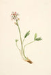 Trèfle d'eau Menyanthes trifoliata - Mary Vaux Walcott — vy av konstverket