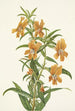 Diplacus longiflorus - Mary Vaux Walcott — vy av konstverket