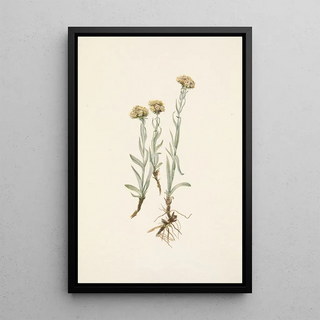 Mary Vaux Walcott - Buff Pussytoes Antennaria luzuloides.webp