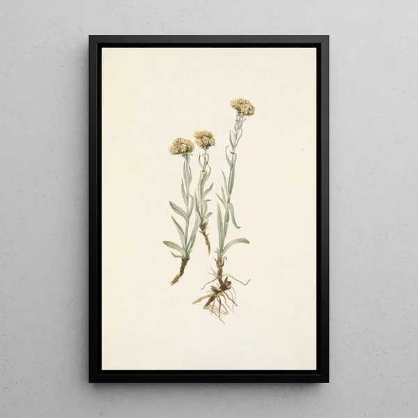 Mary Vaux Walcott - Buff Pussytoes Antennaria luzuloides.webp