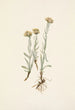 Antennaria luzuloides - Mary Vaux Walcott — vy av konstverket