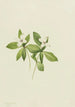 Cornouiller du Canada Cornus canadensis - Mary Vaux Walcott — vy av konstverket