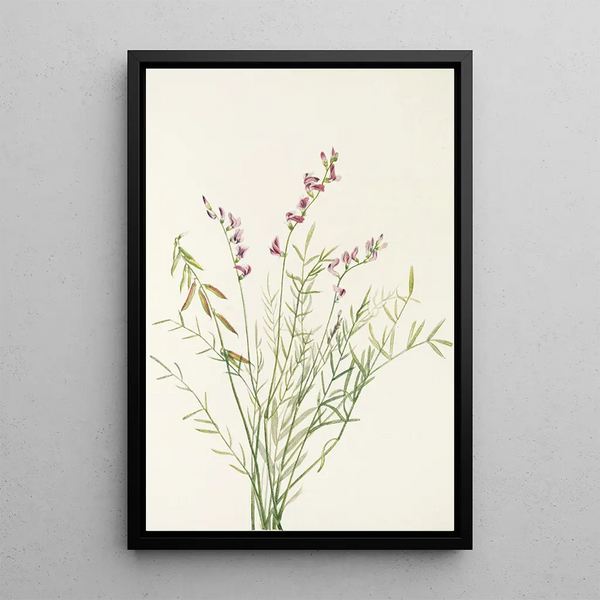 Mary Vaux Walcott - Burgess Milkvetch Astragalus bourgovii.webp