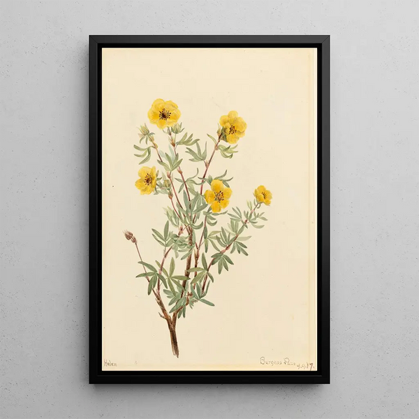 Mary Vaux Walcott - Bush Cinquefoil Potentilla fruticosa.webp