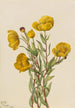 Dendromecon rigide Dendromecon rigidum - Mary Vaux Walcott — vy av konstverket