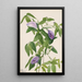 Pois papillon Clitoria mariana - Mary Vaux Walcott — inramlat konstverk på väggen