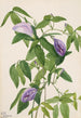 Pois papillon Clitoria mariana - Mary Vaux Walcott — vy av konstverket