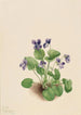 Violette papillon Viola papilionacea - Mary Vaux Walcott — vy av konstverket