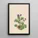 Violette papillon Viola papilionacea - Mary Vaux Walcott — inramlat konstverk på väggen