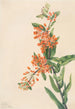 Asclépiade tubéreuse Ascelpias tuberosa - Mary Vaux Walcott — vy av konstverket