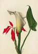 Arum - Mary Vaux Walcott — vy av konstverket