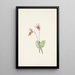 Calypso Cytherea bulbosa - Mary Vaux Walcott — inramlat konstverk på väggen