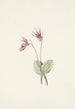 Calypso Cytherea bulbosa - Mary Vaux Walcott — vy av konstverket