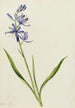 Camas Quamasia quamash - Mary Vaux Walcott — vy av konstverket