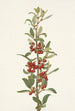 Shepherdie du Canada Lepargyrea canadensis - Mary Vaux Walcott — vy av konstverket