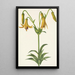 Lis du Canada Lilium canadense - Mary Vaux Walcott — inramlat konstverk på väggen