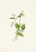 Violette du Canada Viola canadensis - Mary Vaux Walcott — vy av konstverket