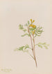 Capnoides aureum - Mary Vaux Walcott — vy av konstverket