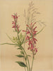 Fleur cardinale Lobelia cardinalis - Mary Vaux Walcott — vy av konstverket
