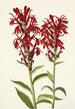Lobélie écarlate Lobelia cardinalis - Mary Vaux Walcott — vy av konstverket