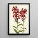 Lobélie écarlate Lobelia cardinalis - Mary Vaux Walcott — inramlat konstverk på väggen