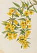Jasmin av Caroline Gelsemium sempervirens - Mary Vaux Walcott — vy av konstverket