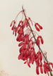 Caroline Acer carolinianum - Mary Vaux Walcott — vy av konstverket