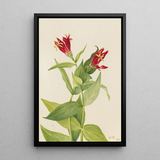 Mary Vaux Walcott - Carolina Pink Spigelia marylandica.webp