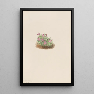Mary Vaux Walcott - Carpet Pink Silene acaulis.webp