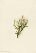 Cassiope mertensiana - Mary Vaux Walcott — vy av konstverket
