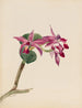 Cattleya fier - Mary Vaux Walcott — vy av konstverket
