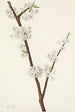 Prunier Chickasaw Prunus angustifolia - Mary Vaux Walcott — vy av konstverket