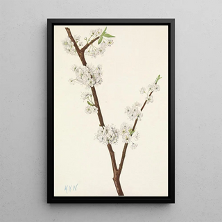 Mary Vaux Walcott - Chickasaw Plum Prunus angustifolia.webp