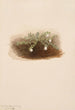 Chiogenes hispidula - Mary Vaux Walcott — vy av konstverket