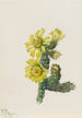 Cholla Opuntia whipplei - Mary Vaux Walcott — vy av konstverket