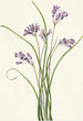 Clusterlily Hookera pauciflora - Mary Vaux Walcott — vy av konstverket