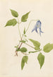 Clématite de Columbia Clematis columbiana - Mary Vaux Walcott — vy av konstverket