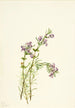 Conradina verticillata - Mary Vaux Walcott — vy av konstverket