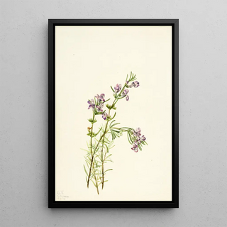 Mary Vaux Walcott - Conradina verticillata.webp