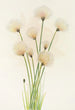 Linaigrette Eriophorum chamissonis - Mary Vaux Walcott — vy av konstverket