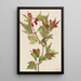Viorne Cranberry Viburnum pauciflorum - Mary Vaux Walcott — inramlat konstverk på väggen