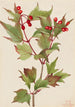 Viorne Cranberry Viburnum pauciflorum - Mary Vaux Walcott — vy av konstverket