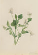 Violette crème Viola striata - Mary Vaux Walcott — vy av konstverket