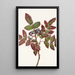 Berberis rampant Berberis repens - Mary Vaux Walcott — inramlat konstverk på väggen