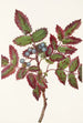 Berberis rampant Berberis repens - Mary Vaux Walcott — vy av konstverket