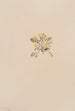 Crepis elegans - Mary Vaux Walcott — vy av konstverket