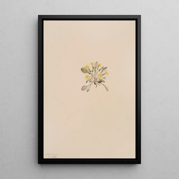 Mary Vaux Walcott - Crepis Elegans.webp