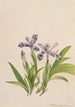 Iris crêté Iris cristata - Mary Vaux Walcott — vy av konstverket
